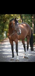 7 jarig springpaard merrie (Luxels x Lys Rouge x Oleander), Dieren en Toebehoren, Paarden, Merrie, Springpaard, Zadelmak, 7 tot 10 jaar