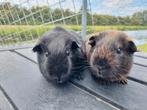 2 knappe cavia mannen zoeken fijn huis, Mannelijk, Cavia, Na 1 juli 2024