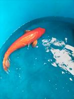 Sakai mango karashigoi, Karper of Koi