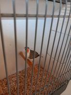 Witborst grijs Pop, Vrouwelijk, Geringd