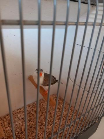 Witborst grijs Pop  beschikbaar voor biedingen