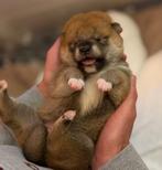 Shiba inu pups met stamboom van geteste ouders., Dieren en Toebehoren, Rabiës (hondsdolheid), Overige rassen, 8 tot 15 weken, Meerdere