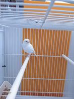 Duitse kuif pop wit, Dieren en Toebehoren, Vogels | Kanaries, Vrouwelijk, Postuurkanarie