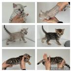Bengaal kittens, Gechipt