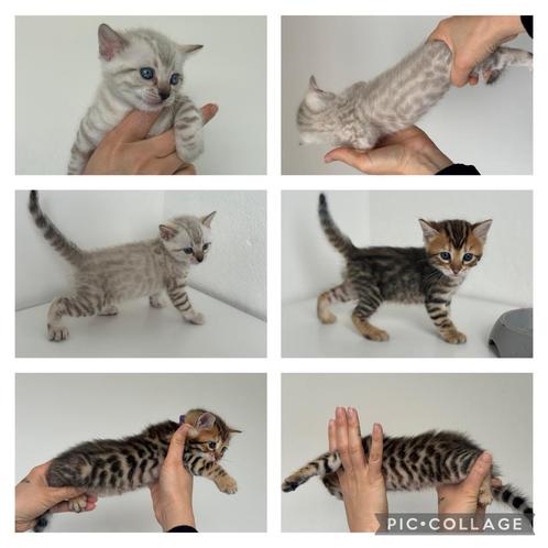 Bengaal kittens, Dieren en Toebehoren, Katten en Kittens | Raskatten | Korthaar, Gechipt