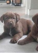 Lieve Labrador x Bordercollie pups, speelse puppy's, Dieren en Toebehoren, Honden | Retrievers, Spaniëls en Waterhonden, CDV (hondenziekte)