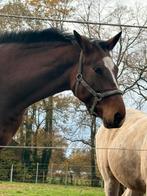 Merrie, Dieren en Toebehoren, Merrie