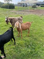 Bokjes te koop, nubische, en een kruissing landgeit, Dieren en Toebehoren, Schapen, Geiten en Varkens, Mannelijk, Geit
