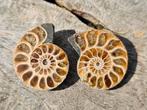 Leuk ammoniet paartje 3,5 cm, Verzamelen, Mineralen en Fossielen, Ophalen of Verzenden, Fossiel