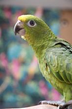 Jonge Baby Geel voorhoofd Amazones | Handtam | Nieuwsgierig, Dieren en Toebehoren, Meerdere dieren, Papegaai, Pratend