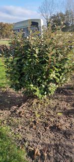 Gratis struik / heester olijfwilg en/of glansmispel, Tuin en Terras, Ophalen, Overige soorten, Minder dan 100 cm
