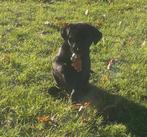 pup Boerenfox x Engelse Labrador, Dieren en Toebehoren, 8 tot 15 weken, Labrador retriever, Eén hond, Nederland