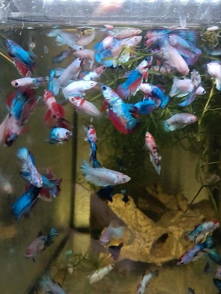 Kempvissen halfmoon bettas, Dieren en Toebehoren, Vissen | Aquariumvissen, Vis