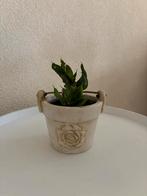 Kleine sanseveria in pot, Huis en Inrichting, Ophalen, In pot, Halfschaduw, Minder dan 100 cm