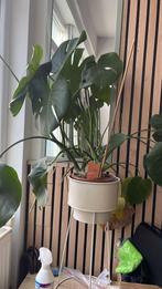 Monstera kamerplant, Huis en Inrichting, Kamerplanten, Ophalen, Overige soorten, Halfschaduw, In pot