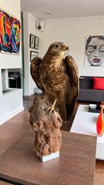 Opgezette buizerd, Ophalen of Verzenden