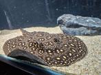Te Koop- potomotrigon  marble vrouw, Dieren en Toebehoren, Vissen | Aquariumvissen, Vis