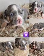 American Bully XL pups met ABKC stamboom, Dieren en Toebehoren, Honden | Bulldogs, Pinschers en Molossers, Overige rassen, CDV (hondenziekte)