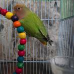 Agapornis jonge vogeltje, Dieren en Toebehoren, Geslacht onbekend, Dwergpapegaai of Agapornis