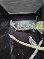 Te koop 10 grasparkieten 2-2 valkparkieten, Meerdere dieren, Parkiet, Geringd