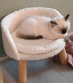 Ragdoll kater kitten, Kater