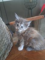 Maine coon kittens met stamboom, Meerdere dieren, Gechipt