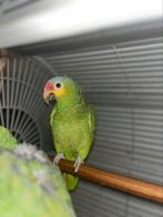 Amazone papegaai, Dieren en Toebehoren, Vrouwelijk, Papegaai, Pratend
