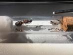 Camponotus barbaricus, Dieren en Toebehoren, Insecten en Spinnen