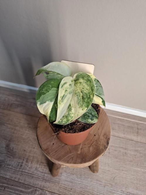 Scindapsus Mangurai Variegata, Huis en Inrichting, Kamerplanten, Ophalen of Verzenden