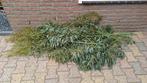 Bos Eucalyptus, Tuin en Terras, Planten | Bomen, Bloeit niet, Overige soorten, 100 tot 250 cm, Ophalen