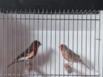Harlekijn kanaries, Dieren en Toebehoren, Vogels | Kanaries, Meerdere dieren, Kleurkanarie