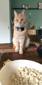 Mooie beige/rode kater, Kater