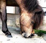 Shetlander ruin te koop voor vijf sterrenhuisje!, Dieren en Toebehoren, Pony's, Gechipt, Ruin, Niet van toepassing, A pony (tot 1.17m)