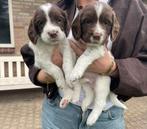 3 mooie Engelse springer spaniel reutjes, Reu, Eén hond, Spaniël, Nederland