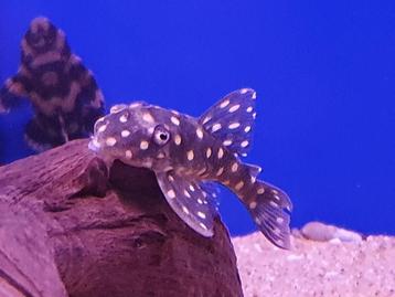 aquarium beschikbaar voor biedingen