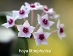 Laaste zeldzame hoya lithophytica nr 1, Overige soorten, In pot, Minder dan 100 cm, Bloeiende kamerplant