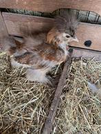 Zijdehoen kuiken, Dieren en Toebehoren, Pluimvee, Geslacht onbekend, Kip