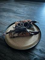 Geprepareerde schorpioen in stulp, Spin of Schorpioen