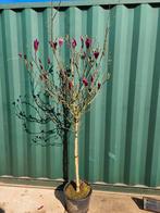 Magnolia Suzan (beverboom, tulpenboom), Ophalen of Verzenden, Lente, Volle zon, Overige soorten