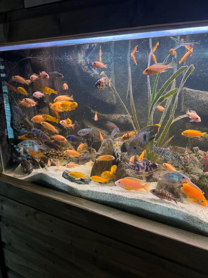 Diverse soorten en maten malawi’s te koop, Dieren en Toebehoren, Vissen | Aquariumvissen, Vis
