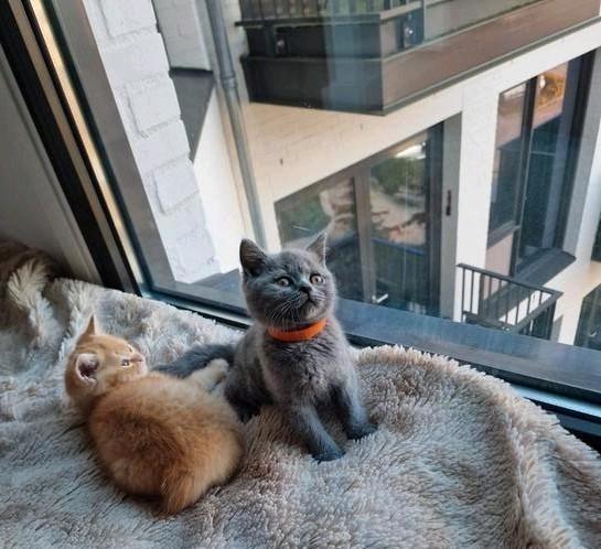 Raszuivere | Blauw Britse Korthaar | Kitten, Dieren en Toebehoren, Katten en Kittens | Raskatten | Korthaar, Poes, Gechipt, Ontwormd