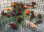 Zwart rood kanaries, Dieren en Toebehoren, Vogels | Kanaries, Meerdere dieren, Kleurkanarie