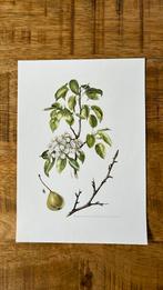 Wilde peer botanische print, Antiek en Kunst, Kunst | Etsen en Gravures, Ophalen of Verzenden