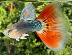 🔴 Platinum Red tail guppen 🔴, Dieren en Toebehoren, Vissen | Aquariumvissen, Vis, Zoetwatervis, Schoolvis