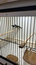 Koppel grote eksters, Dieren en Toebehoren, Meerdere dieren, Tropenvogel, Geringd