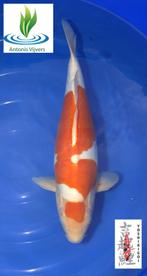 Doitsu Kohaku, Dieren en Toebehoren, Vissen | Vijvervissen, Karper of Koi