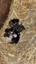 Lieve kittens, Meerdere dieren, 0 tot 2 jaar, Ontwormd