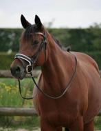 Lieve dravers merrie, Dieren en Toebehoren, Merrie, Recreatiepaard