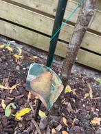 Perenboom 2m met fruit!, Ophalen, Lente, Volle zon, Perenboom