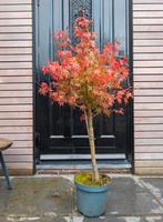 Acer Japanse Esdoorn op stam 100cm, Tuin en Terras, Ophalen